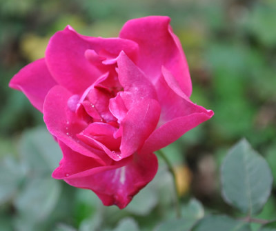 Nur_Mahal_0011_2671.jpg