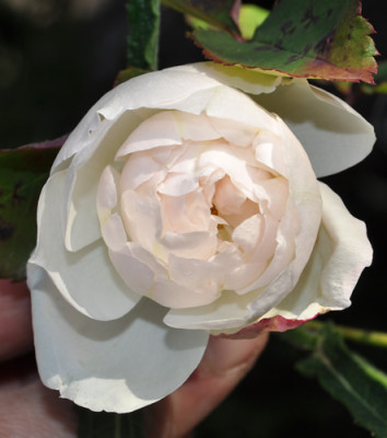 Blanche_Duranthon_0011__2655.jpg