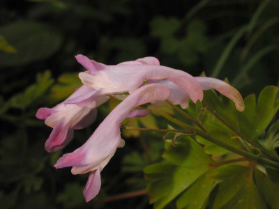 Corydalis_spec..jpg
