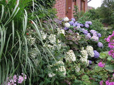 Hydrangea_quercifolia_Snowflake_Garten_Gartenpur.jpg