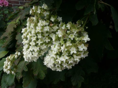 Hydrangea_quercifolia_Snowflake.jpg