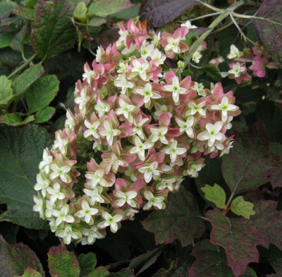 Hydrangea_quercifolia_Snowflake_2_Gartenpur.jpg