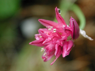 Allium_heldreichii.jpg