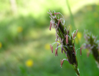 gras_eins.jpg