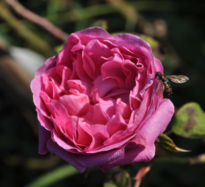 Rosabella_0011__2653.jpg