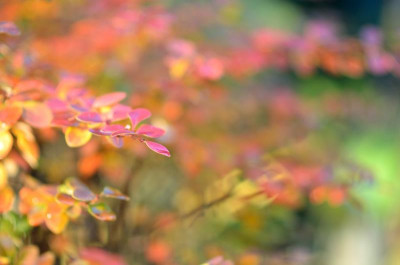 Herbst-Dez1011-1.jpg