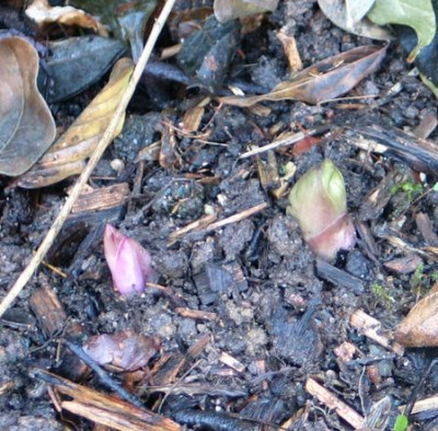 H.thibetanus-ax1.jpg