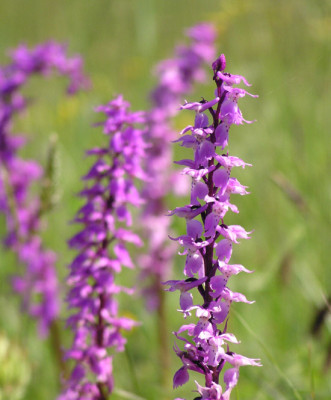 a_orchidee_eins.jpg