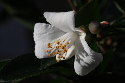 C._transnokoensis_11.12.2011_Small.JPG