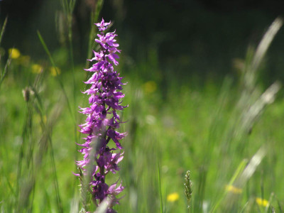 a_orchidee_drei.jpg
