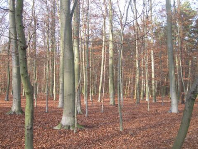 1540_Grunewald.jpg