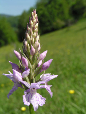 a_orchidee_vier.jpg