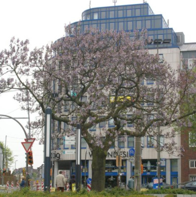 Paulownia_vor_der_Oper.jpg