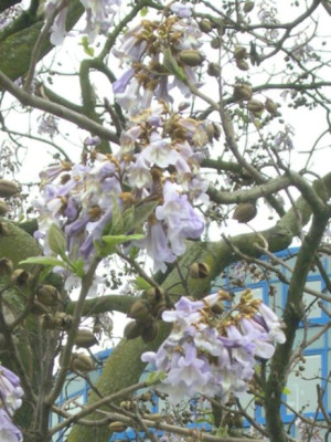 Paulownia_Blueten.jpg