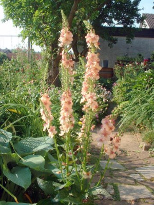 Verbascum-pn.JPG
