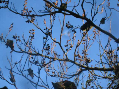 Paulownia_Herbst.jpg