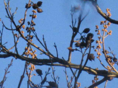 Paulownia_nah.jpg