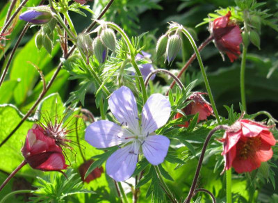 Geranium_und_Geum_Gartenpur.jpg