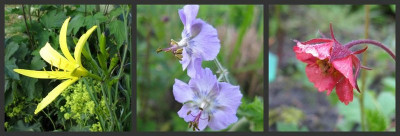 ClematisrondellGartenpur.jpg