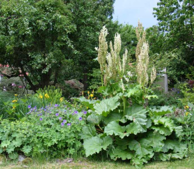 Rharbarber_Gartenpur.jpg