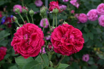 Rose_Alfred_Colomb0108c.jpg