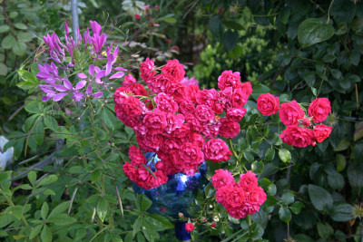 Rose_Bad_Birnbach0309a.jpg