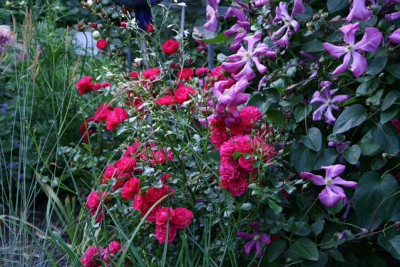 Rose_Bad_Birnbach0311a.jpg