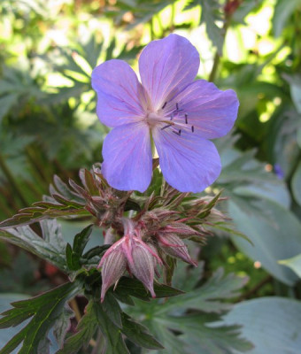 S5Geranium_Victor_Reiter_Slg_b_Gartenpur.jpg