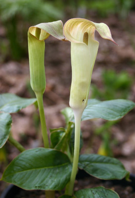 IMG_0115_eArisaema_species_CY-A19-2004-05.JPG