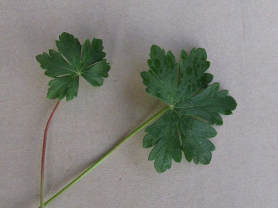 Geranium_x_cantbrigiense_Gartenpur.jpg