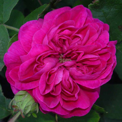 rosederesht_erstebluete.jpg