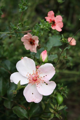 sweet_pretty_potentilla_hopwoodiana.jpg