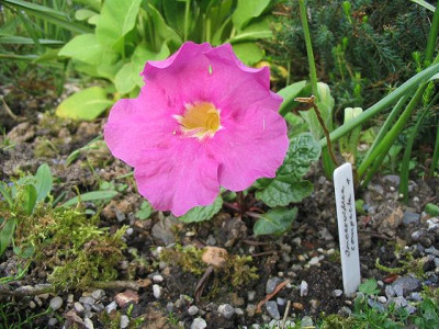 Incarvillea_compacta_2_Hortu.jpg