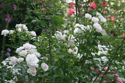 Rose_Aspirin0210a.jpg