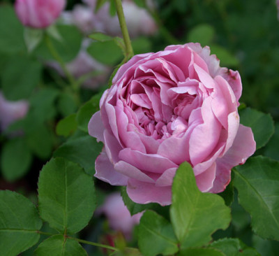 Rose_Charles_Renee_Mackintosh0609b.jpg