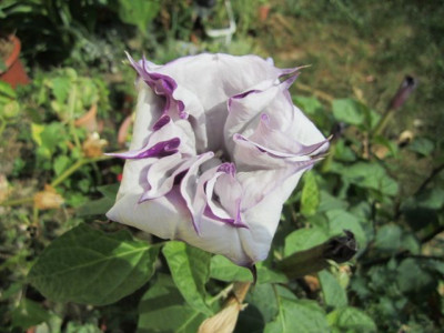 Datura.JPG