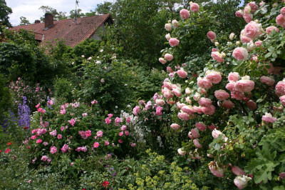 Rose_Edenrose0308a.jpg