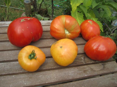 k-tomaten_und_Gemuse_023.JPG