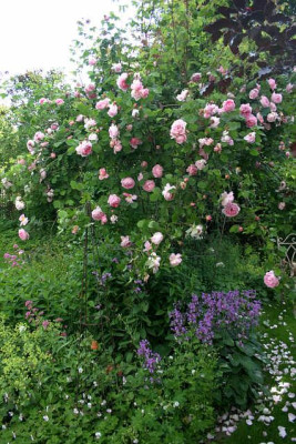 Rose_Constanze_Spry_0109a.jpg