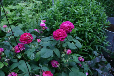 Rose_de_Resth0311a.jpg