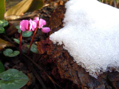 Eine_Woche_bis_Weihnachten2011_002.JPG