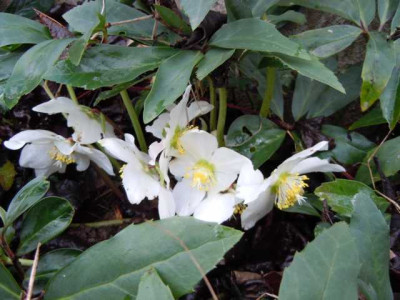 helleborus_niger_08154711.JPG