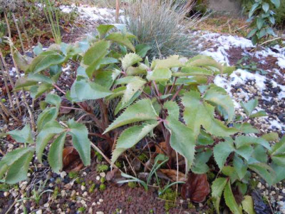 Helleborus_x_sternii.JPG