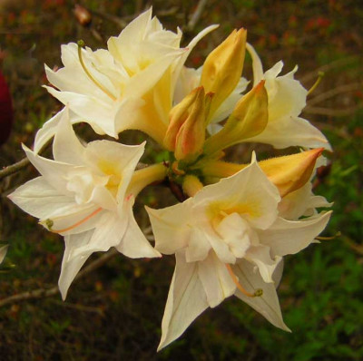 77Azalea_Milton1.jpg
