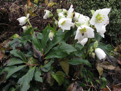 Helleborus_niger_Gartenpur.jpg