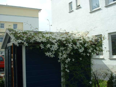 ClematisMontanaGrandiflora.jpg