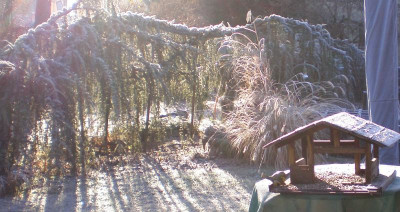 GP_Pennisetum_Hameln_Raureif.jpg