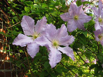 Clematis_Blekitny_Aniol_Gartenpur.JPG
