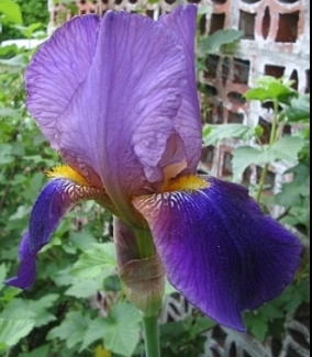 Iris.jpg