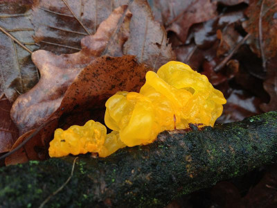 gelbergallertpilz_20111225_zg2.jpg